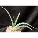 Sansevieria roxburghiana (Sathiyar, India) one-gallon pots