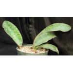 Sansevieria rugosifolia (Bhitala 1008) 8-inch pots	$