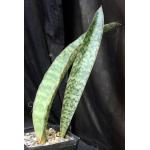 Sansevieria rugosifolia (Bhitala 1008) one-gallon pots