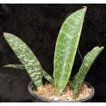 Sansevieria rugosifolia (Bhitala 1018) 2-gallon pots