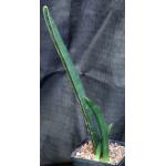 Sansevieria sinus-simiorum one-gallon pots