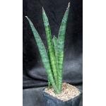 Sansevieria sp. (HS-103) one-gallon pots