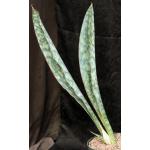 Sansevieria sp. (ES 21547) 10-inch pots