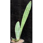 Sansevieria sp. (Lake Baringo, Kenya) 2-gallon pots