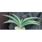 Sansevieria sp. Marsabit, Tanzania (WY 1186) 2-gallon pots