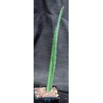 Sansevieria stuckyi (McConville 165) 5-inch pots