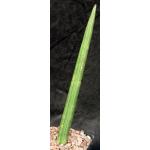 Sansevieria stuckyi (McConville 165) one-gallon pots