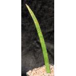 Sansevieria stuckyi (McConville 165) 5-inch pots