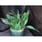 Sansevieria subspicata 8-inch pots