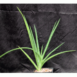 Sansevieria suffruticosa (Bittata Rocks, Ethiopia) one-gallon po