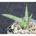 Sansevieria suffruticosa ssp. argentiofolia (Bhitala 1071) 5-inc