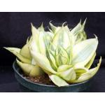 Sansevieria trifasciata var. hahnii cv Golden 6-inch pots