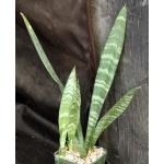 Sansevieria trifasciata cv Black Coral 5-inch pots
