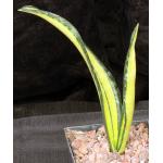 Sansevieria trifasciata cv Forescate 5-inch pots
