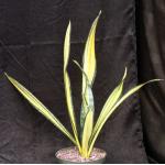 Sansevieria trifasciata cv Forescate 8-inch pots