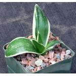 Sansevieria trifasciata var. hahnii cv Black Star 4-inch pots