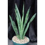 Sansevieria zeylanica 8-inch pots