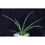 Sansevieria cv Fernwood (ex Weld) 8-inch pots