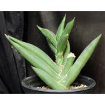 Sansevieria disticha (Lav 23154) 2-gallon pots