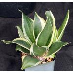 Sansevieria trifasciata var. hahnii cv Black Star 4-inch pots