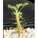 Sarcocaulon (Monsonia) herrei 4-inch pots
