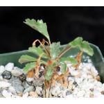 Sarcocaulon (Monsonia) crassicaule 4-inch pots
