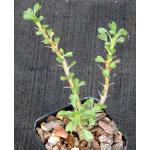 Sarcocaulon (Monsonia) vanderietiae 2-inch pots