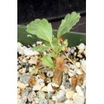 Sarcocaulon (Monsonia) crassicaule 4-inch pots
