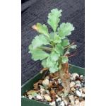 Sarcocaulon (Monsonia) crassicaule 4-inch pots