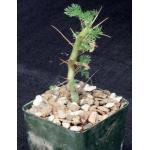 Sarcocaulon (Monsonia) herrei 4-inch pots