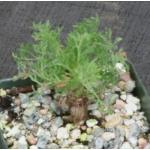 Sarcocaulon (Monsonia) herrei 4-inch pots