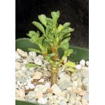 Sarcocaulon (Monsonia) vanderietiae 4-inch pots