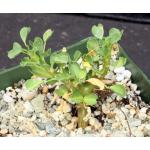 Sarcocaulon (Monsonia) vanderietiae 4-inch pots