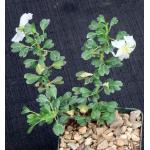 Sarcocaulon (Monsonia) vanderietiae 4-inch pots
