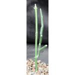 Sarcostemma socotranum 4-inch pots