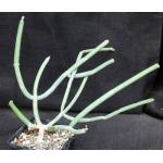 Sarcostemma viminale ssp. crassicaule (WY 1037) 5-inch pots Sarcostemma viminale ssp. crassicaule (WY 1037) 5-inch pots