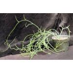 Sarcostemma socotranum 8-inch pots