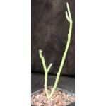 Sarcostemma socotranum 5-inch pots