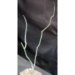 Sarcostemma socotranum 5-inch pots