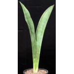 Sansevieria elliptica (Kilaguni Lodge, Kenya) 2-gallon pots