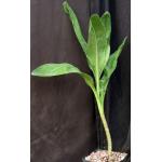 Scadoxus multiflorus var. multiflorus one-gallon pots