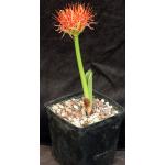 Scadoxus multiflorus var. multiflorus one-gallon pots