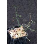 Schizobasis intricata 2-inch pots