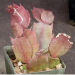 Schlumbergera hybrid (red) 3-inch pots