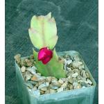 Schlumbergera hybrid (red) 4-inch pots