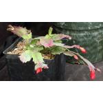 Schlumbergera hybrid (red) one-gallon pots