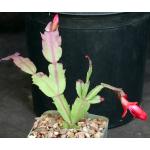 Schlumbergera hybrid (red) 5-inch pots