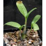 Scilla paucifolia 5-inch pots
