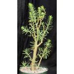Sedum frutescens 8-inch pots