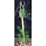 Sedum frutescens 8-inch pots